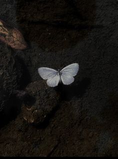 a small white butterfly sitting on some rocks