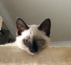 a siamese cat is sitting on top of a scratching post and looking at the camera