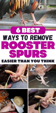 roosters that have been removed from the ground with text overlay reading 6 best ways to remove rooster sprouts easier than you think