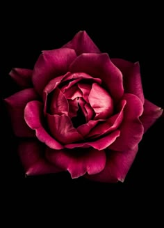 a red rose is shown on a black background