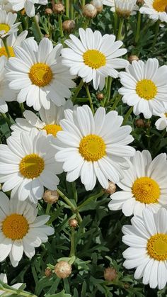 many white and yellow flowers are growing together