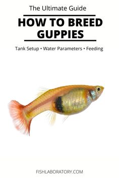 the ultimate guide to how to breed guppies by fishlabratory com