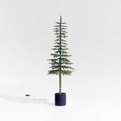 a small pine tree in a black pot on a white background with an electrical cord