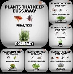 an image of plants that keep bugs out of the house and pests on them