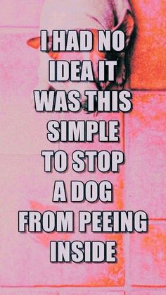 a white dog sitting on top of a tile floor next to a pink wall with the words, i had no idea it was this simple to stop a dog from peeing inside