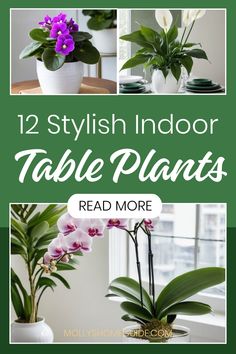 the twelve stylish indoor table plants that are easy to grow and care for