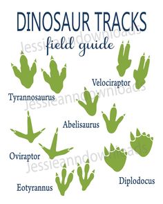 the dinosaur tracks and their names are shown in this graphic diagram, which includes different types of