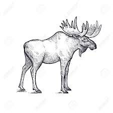 a moose with large antlers standing in the grass hand drawn illustration on white background