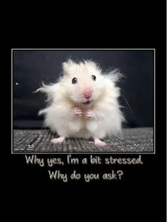 a white hamster sitting on top of a wooden floor next to a black background