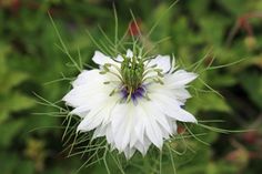 a white flower with purple center surrounded by greenery