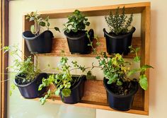 there are many plants that are on the shelf