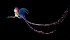 an octopus is swimming in the dark water with its long tentacles hanging down from it's back