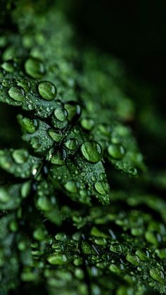 drops of water on green leaves in the dark