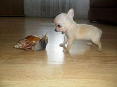 two small dogs playing with each other on the floor