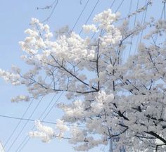 white flowers are blooming on the branches of trees in front of an apartment building