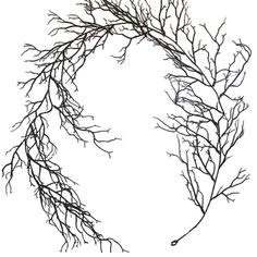 a drawing of branches in the shape of a circle