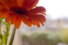 an orange flower in a vase on a window sill