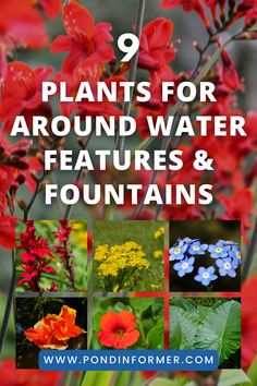 red flowers with the words 9 plants for around water features and fountains on it's cover