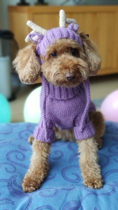 a small dog wearing a purple sweater with a unicorn horn on it's head