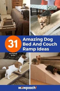 the collage shows different types of dog beds and couches with text overlay that reads 31 amazing dog bed and couch ramp ideas