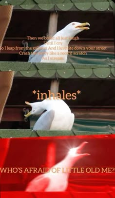 two seagulls sitting on top of each other in front of a red sign