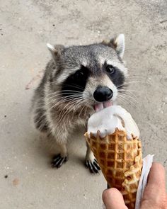 a raccoon is eating an ice cream cone