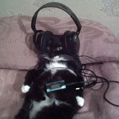 a black and white cat with headphones on