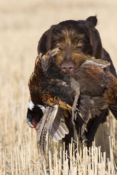 a dog carrying a dead bird in its mouth on top of a dry grass field