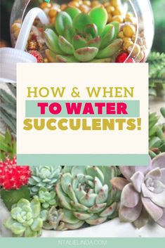 succulents and plants with the words how & when to water succulents