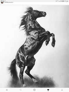 a black and white photo of a horse rearing its hind legs in the air