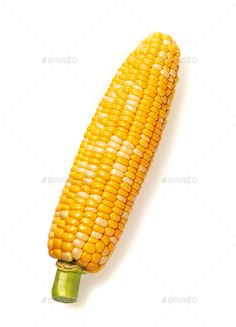 an ear of corn on a white background - stock photo - images