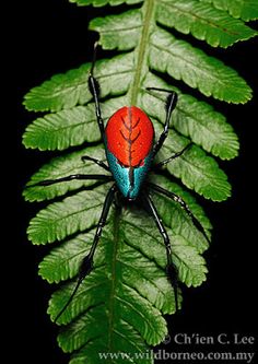 a red and blue bug sitting on top of a green leaf