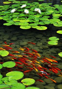 lily pads and fish in a pond with water lillies