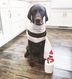 a black dog sitting on top of a wooden floor next to a roll of toilet paper