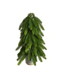 a small pine tree in a pot on a white background