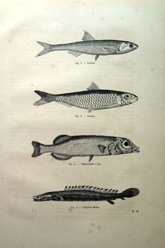 three different types of fish are shown in this drawing from the book, which is part of