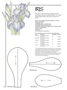 an iris flower is shown in the diagram above it's description and instructions for its blooming