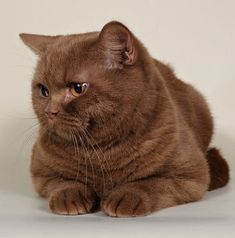 a brown cat sitting on top of a white floor