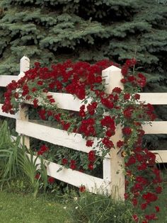 a white fence with red flowers growing on it