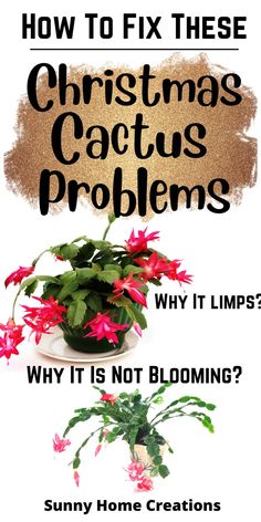 a potted plant with pink flowers and the words how to fix these christmas cactus problems