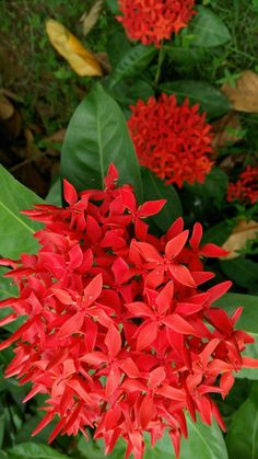 red flowers with green leaves in the background