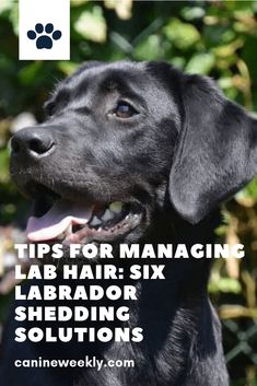 a black dog with the words tips for managing lab hair six labrador shedding solutions