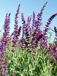 purple flowers are growing in the field with blue sky behind them and green grass on either side