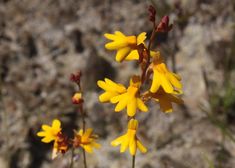 some yellow flowers are growing in the dirt