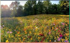 a field full of wildflowers and trees in the background with an orange frame