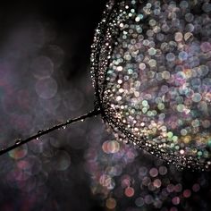 water drops on a leaf with blurry lights in the background