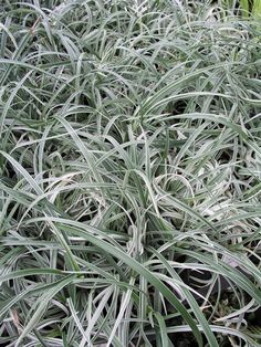 some very pretty green plants in the grass