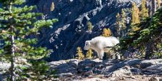 a mountain goat standing on top of a rocky hill next to pine trees and rocks