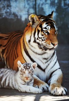 two tigers laying next to each other on the ground