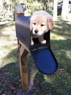 a dog sticking its head out of a mailbox